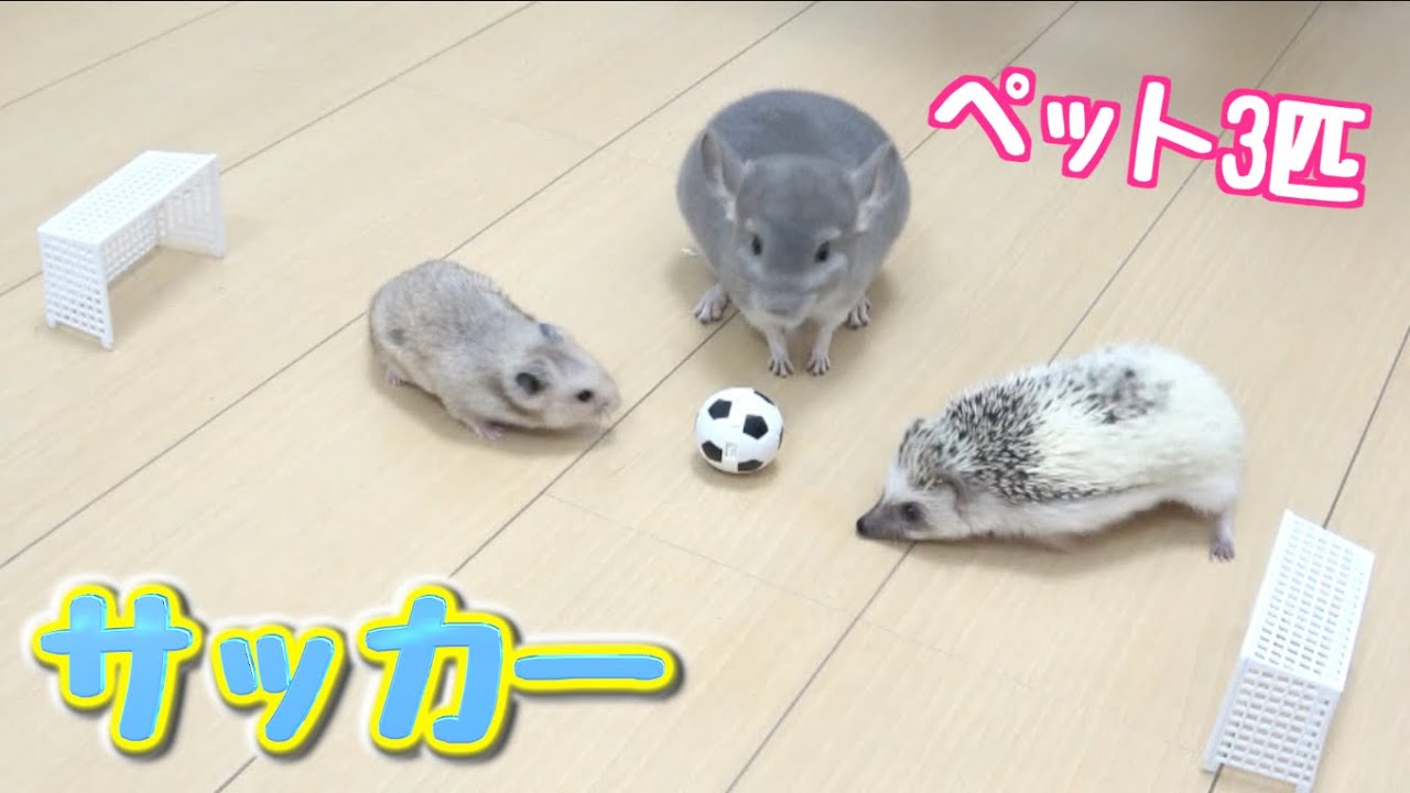 ペット３匹にサッカーやらせてみたら可愛かった Youtube