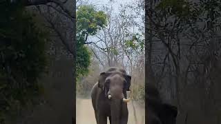 Terrifying Elephant Attack 😱🐘 During Jungle Safari in Rajaji National Park. #rajajinationalpark