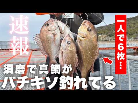 【衝撃】須磨で真鯛、シーバス、メバルが釣れています。急げ！！！！