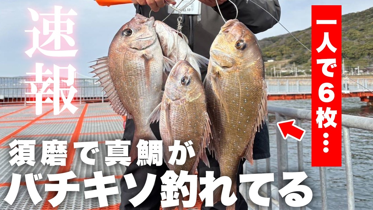 海釣り Shocking] Red sea bream, sea bass, and rockfish are being caught