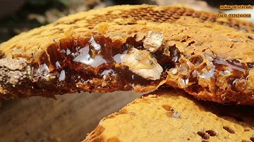 MẬT ONG RỪNG NGUYÊN CHẤT/Hoàng Việt Tây Bắc