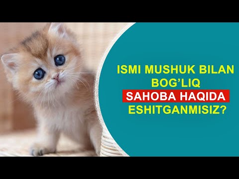 Video: Mushuk Qiz: Ma'nosi, Kelib Chiqishi Va Misollari