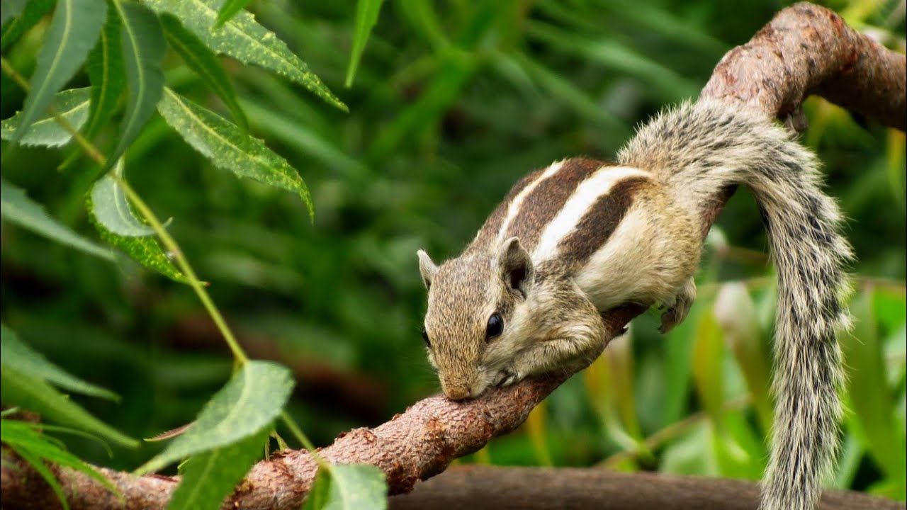Cutest Squirrels Ever 🐿️ | Adorable Squirrel Moments
