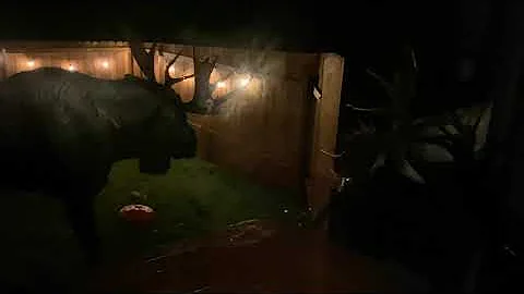 Alaska Bull moose fight destroys my fence