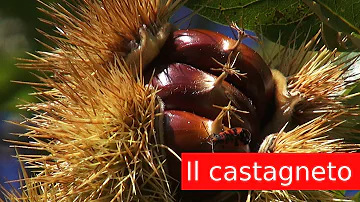 Dove mangiare le castagne in Abruzzo?