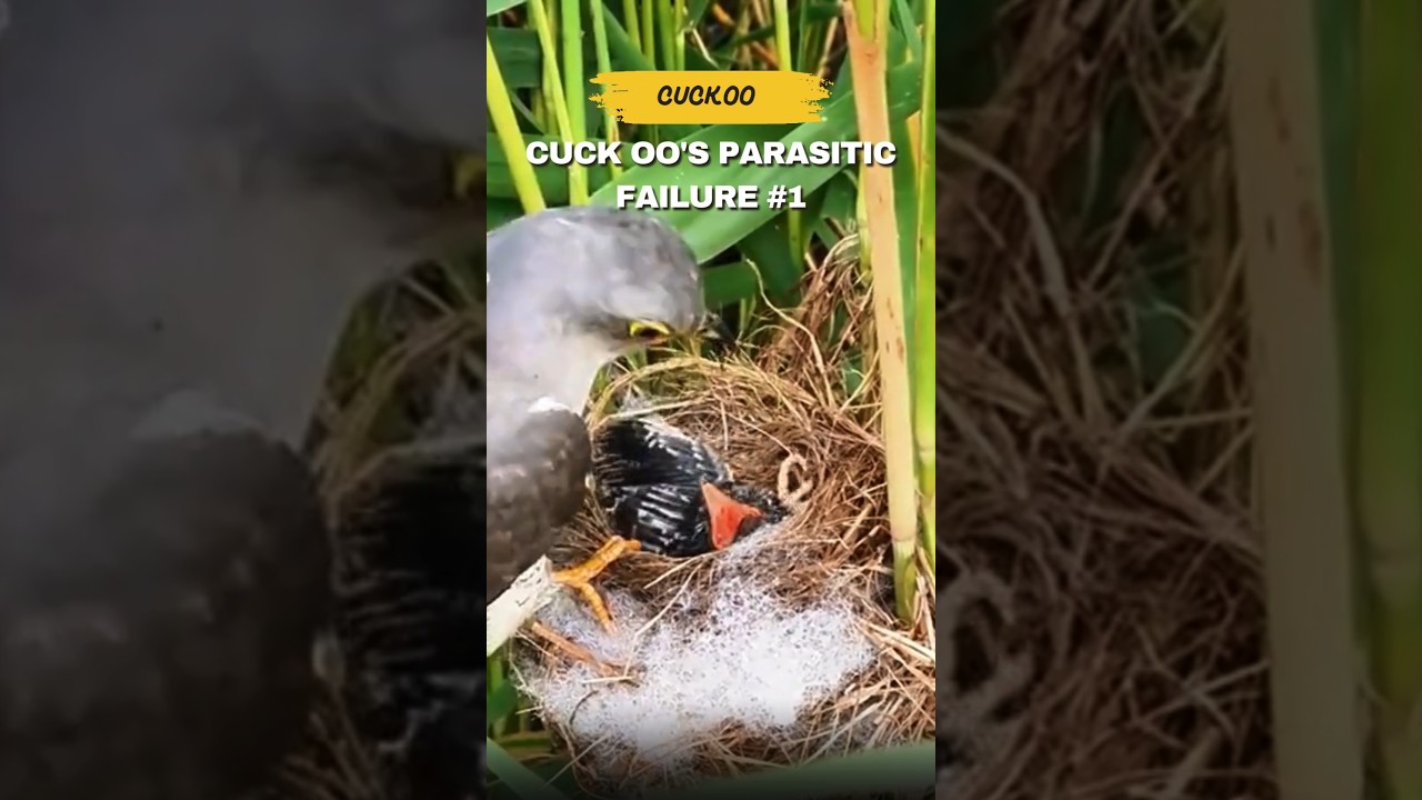 Cuckoo's parasitic failure 