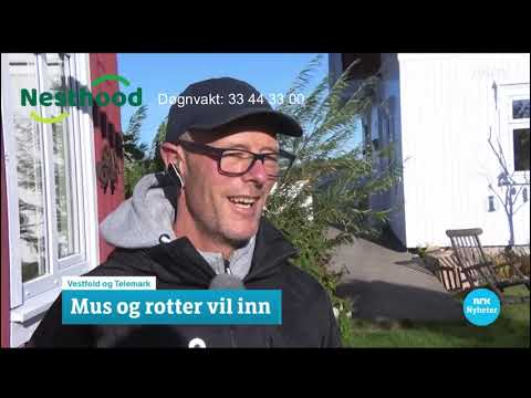 Nesthood pa NRK TV - Museår, mus, rotte sikre hus og hytte mot mus tips og råd. Hvordan sikre