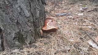 Польские грибы: где искать польские грибы в жару?