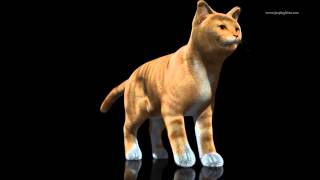 Furball Experiment 02