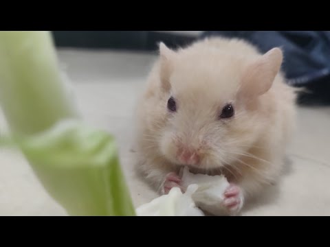 funny-hamster-eating-non-stop