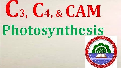 #C3, #C4, and #CAM Photosynthesis Full