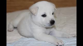 Can Puppies Eat Pineapple? The Sweet & Sour Truth!