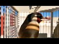 Jilguero cantando Limpio la (Copia Malaga) Goldfinch singing the best chirping / cardellino