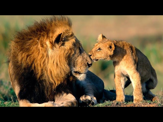 Лев, Царь Зверей - Документальный фильм - YouTube