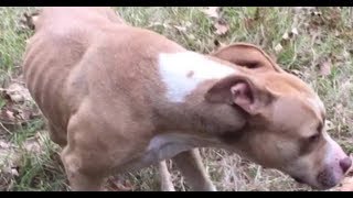 WOW you don’t want to miss this RESCUE, HAPPY ENDING by Greg King Canine Recovery 123,299 views 6 years ago 10 minutes, 59 seconds