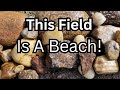 This Field Is a Beach!