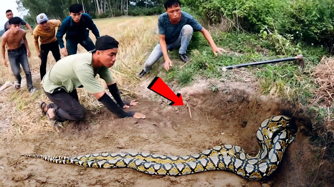 Храбрый эксперт поймал 10 гигантских змей руками