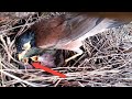 Common myna birds Feed the baby on a palm tree. Ep10 [ Review Bird Nest ]