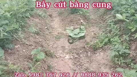 Bẫy cút bằng cung bẫy cút và cái kết.