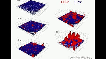 Bacterial Fortresses: Cooperation and Competition for Space in Biofilms