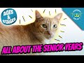 The Senior Cat Years | Cat Ages and Stages