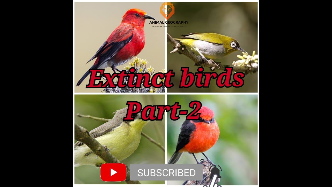 Extinct Birds Details Part-2