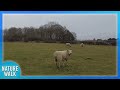 The sheep fields are magical as lambing season approaches (Nature Visualizer)