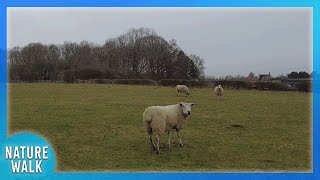 The sheep fields are magical as lambing season approaches (Nature Visualizer)