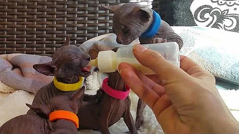 Video 1194971: don sphynx cats family, kitten milk, baby kitten, meow