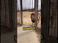Top 3 Incredible Instinct of Dogs. #crazy #instinct #dogs #Zootubeadventures