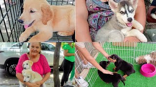 Feira De Lindos Cachorrinhos Filhotes De Raças No Recife-Pe Brasil Mercado Da Madalena