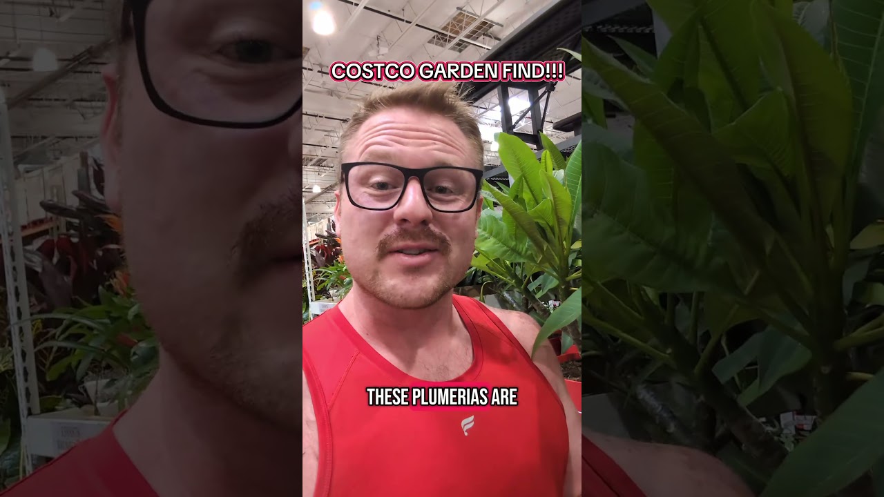 Costco has Plumeria!!! 