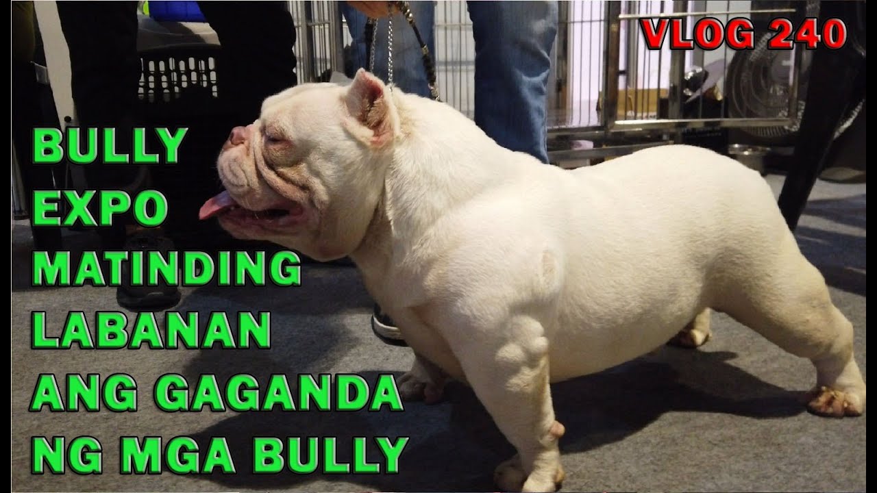 BULLY EXPO READY TWO REPRESENT NAGLABASAN NANAMAN MAAANGAS NA BULLYS