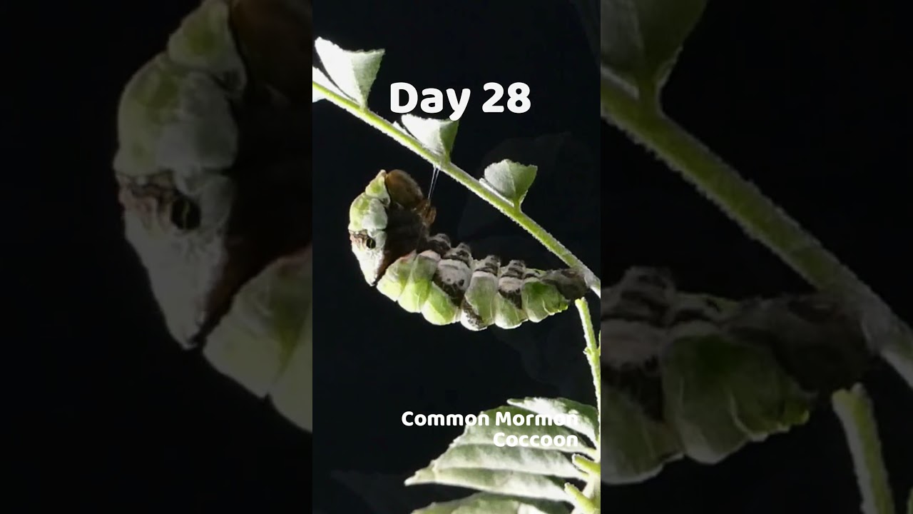 Watch this Caterpillar Turn Into A Butterfly - Common Mormon - Metamorphosis