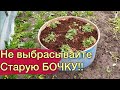 Как сделать клумбу из Бочки!