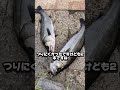 関西最大級の釣場南芦屋浜3/20朝釣果情報！エビ撒き最強(°▽°)フィッシングマックス芦屋店