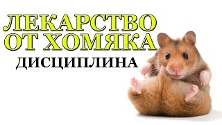 ⫷БОЛЕЗНЬ ХОМЯКА⫸ Обещание дойти до конца! Дисциплина AVP ⫷БОЛЕЗНЬ ХОМЯКА⫸ Обещание дойти до конца! Дисциплина AVP