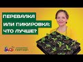 ПЕРВЫЕ ПЕРЕВАЛКА И ПИКИРОВКА ОВОЩНОЙ РАССАДЫ