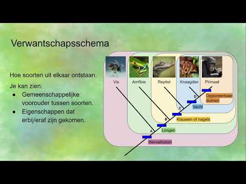 Video: Wat is die filogenetiese stelsel van klassifikasie?
