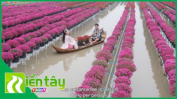 Sa Đéc: Khu vườn có 10 ngàn chậu cúc mâm xôi nhiều màu khoe sắc | Miền Tây THDT2