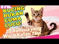 Kucing Bukan Cuma Lucu! 10 Rahasia yang Jarang Kamu Ketahui Tentang Hewan Paling Misterius di Dunia