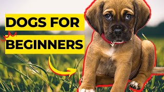 Top 10 Best Dog Breeds For First Time Owners