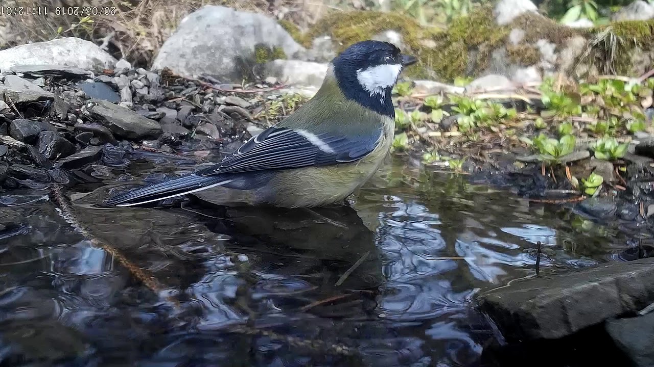 footage of chernobyl Great tit bathes. Kohlmeise badet (Parus major)