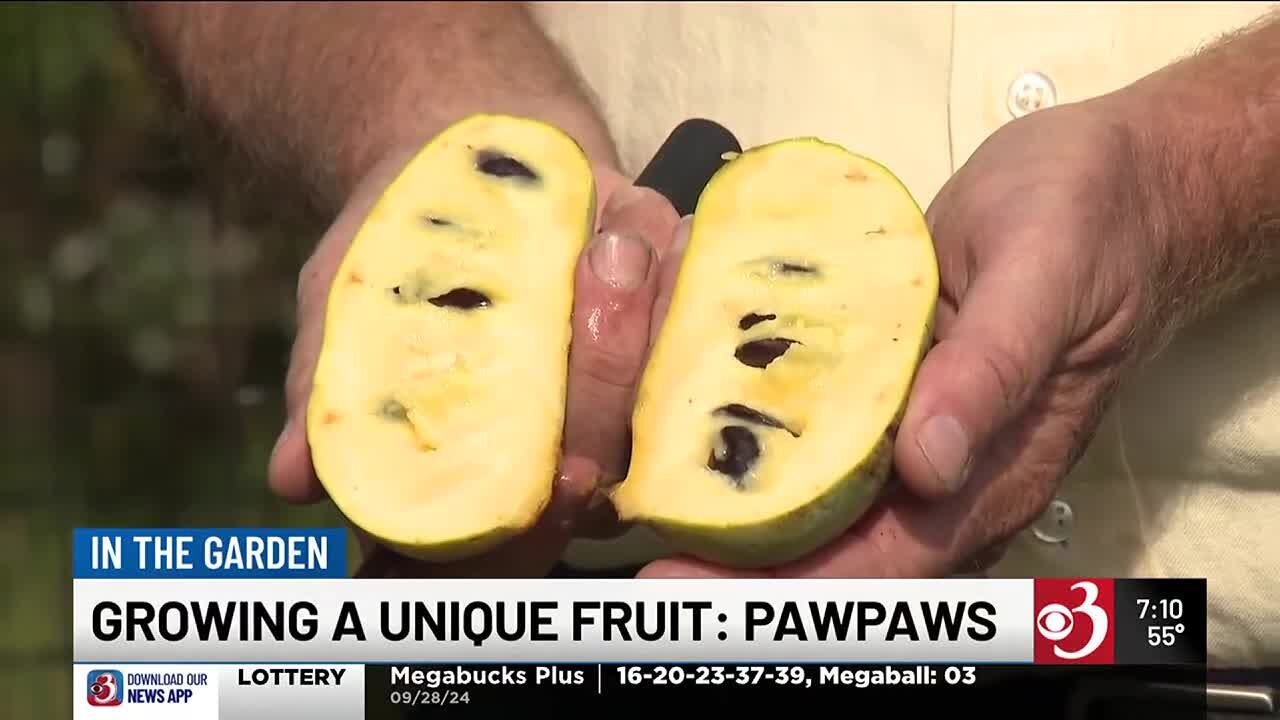 In the Garden: Growing a unique fruit