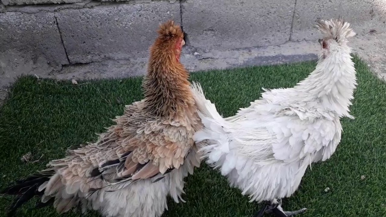 دجاج مفتل..دجاج كيرلي.frizzle chicken