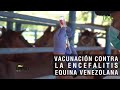 Vacunación contra la encefalitis Equina Venezolana - TvAgro por Juan Gonzalo Angel Restrepo