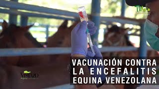 Vacunación contra la encefalitis Equina Venezolana - TvAgro por Juan Gonzalo Angel Restrepo