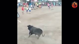 Sustos Y Cogidas Bous Al Carrer 2025