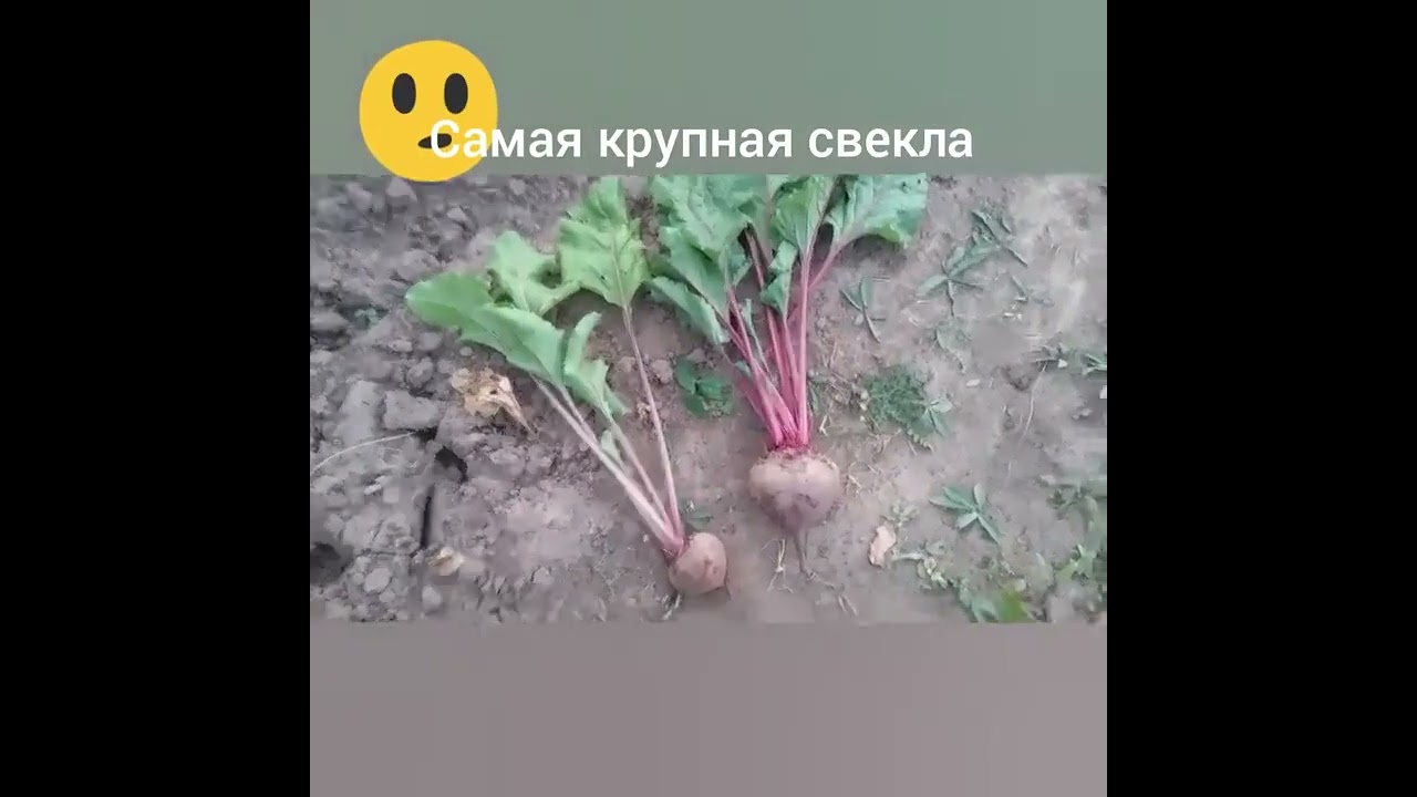 The largest beetroot