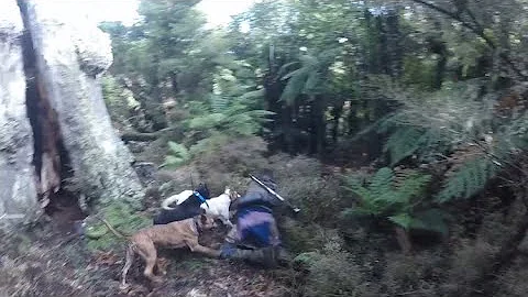 Showing the dogs how it’s done! (Pig Hunting Nz)